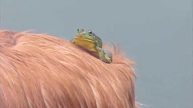 dog deal with it frog