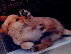 puppy golden retriever