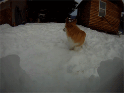 corgi adorable puppy