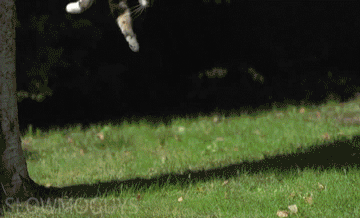 huffingtonpost cat slow motion