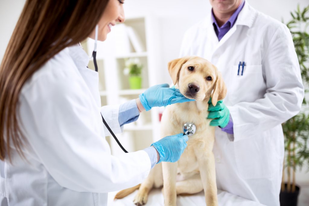 become a veterinarian