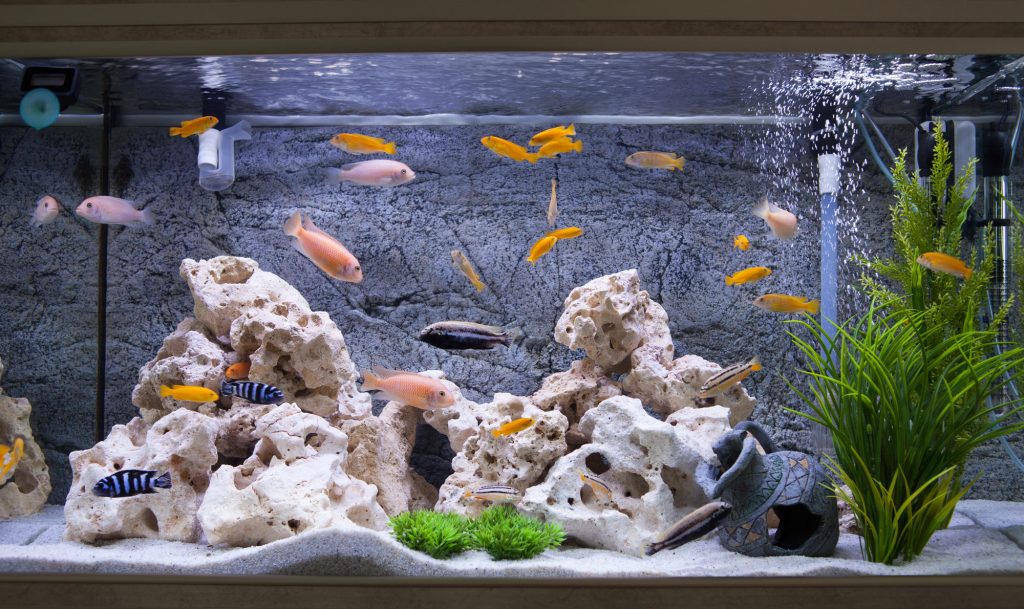 fish tank ideas