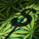 Bud Business: How to Start a Marijuana Business