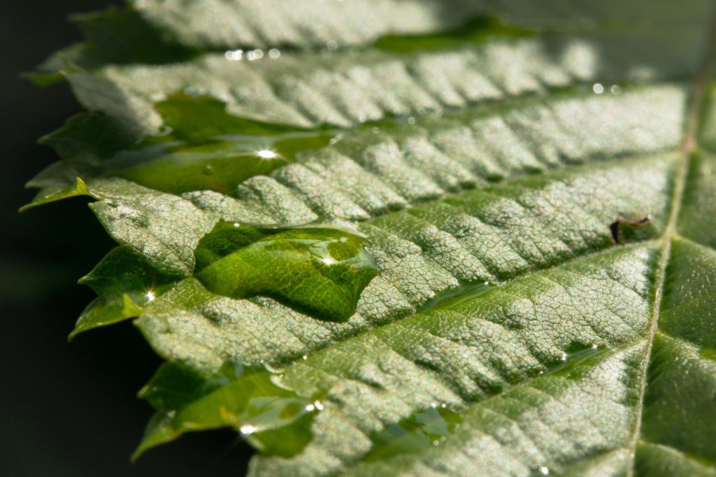 rainwater on leaf