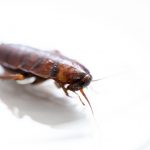 7 Florida Bugs and Pests to Keep Out of Your Home