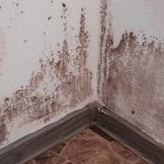 Tackle Your Mold Problem Head on: The Importance of Hiring Professional Mold Remediation Services