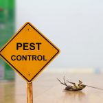 Keep Them Out: How to Prevent a Pest Infestation in the Home
