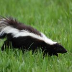 Everything You Need to Know About Skunk Removal