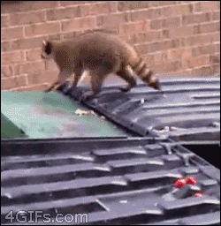 Fat raccoon jump fail