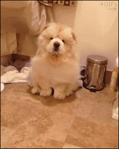Blow drying chow dog